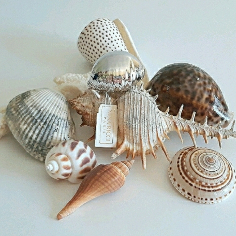 Nina Ricci Paris cowrie shell brooch